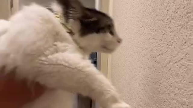 Funny (Smart) Cats Be Like | Funny Animals TikTok Video