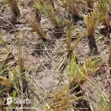 Snake encounter in the rice paddy. Maybe a Philippine Cobra.