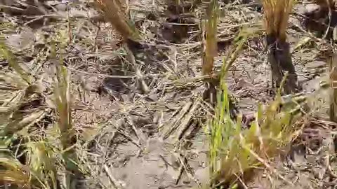 Snake encounter in the rice paddy. Maybe a Philippine Cobra.