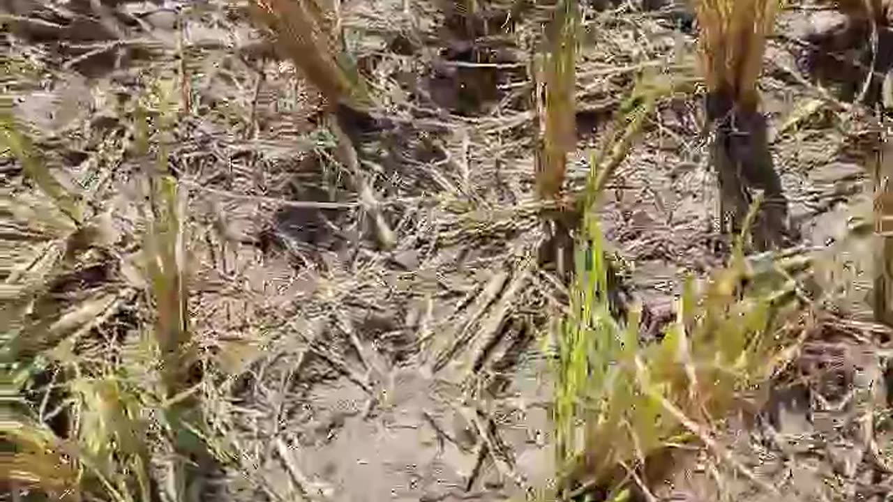 Snake encounter in the rice paddy. Maybe a Philippine Cobra.