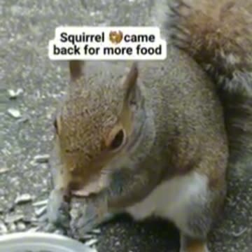 Squirrel came back for more food 🐿️❤️.