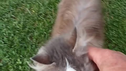 Cute cat