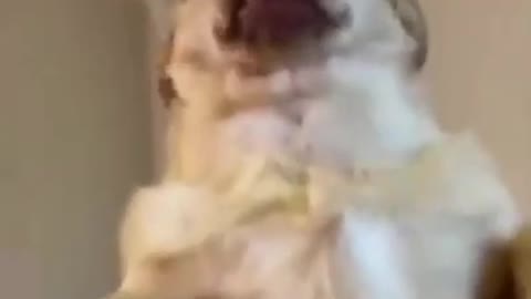 Cute dog