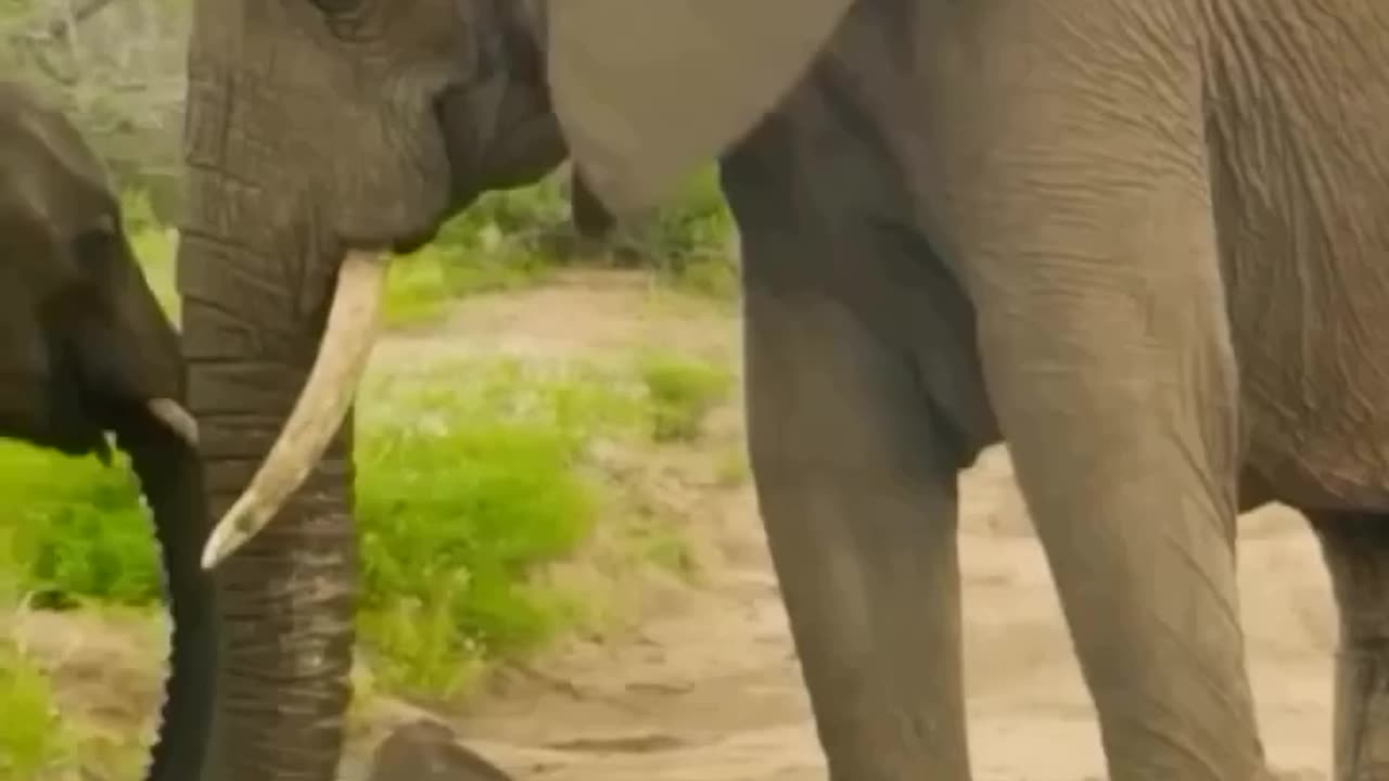 "Tender Trunks: A Mother and Baby Elephant Affair"
