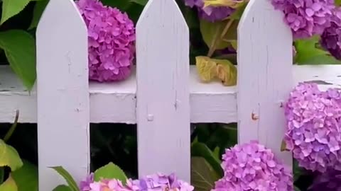 An easy way to affect the color or your hydrangea blooms 💗