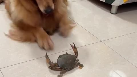 Funny cats&dog|Hilarious cat and dog moments|Cats and dogs funny videos|funny animal|try not laugh