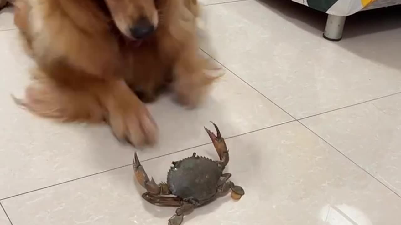 Funny cats&dog|Hilarious cat and dog moments|Cats and dogs funny videos|funny animal|try not laugh