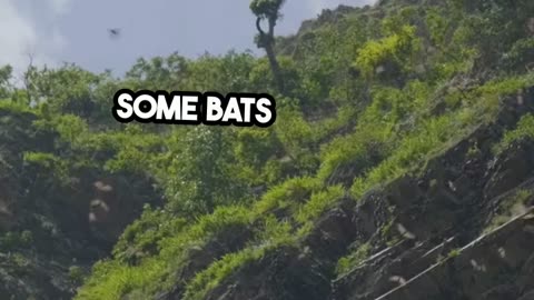 Fun Fact Bats' Amazing Echolocation Secrets Revealed