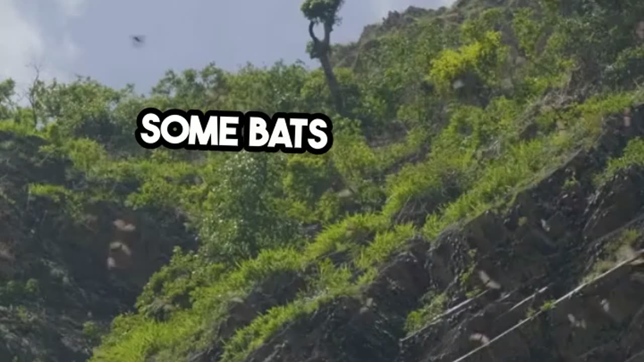 Fun Fact Bats' Amazing Echolocation Secrets Revealed