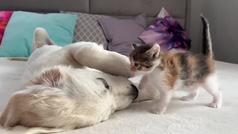 Poor_Golden_Retriever_Puppy_Attacked_by_Cute_Tiny_Kitten(1080p60)