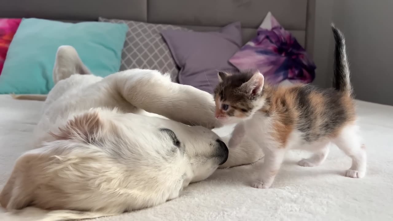 Poor_Golden_Retriever_Puppy_Attacked_by_Cute_Tiny_Kitten(1080p60)