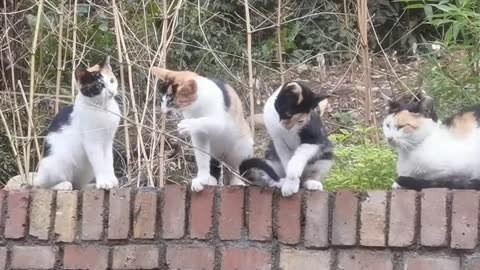 These brothers are so cute