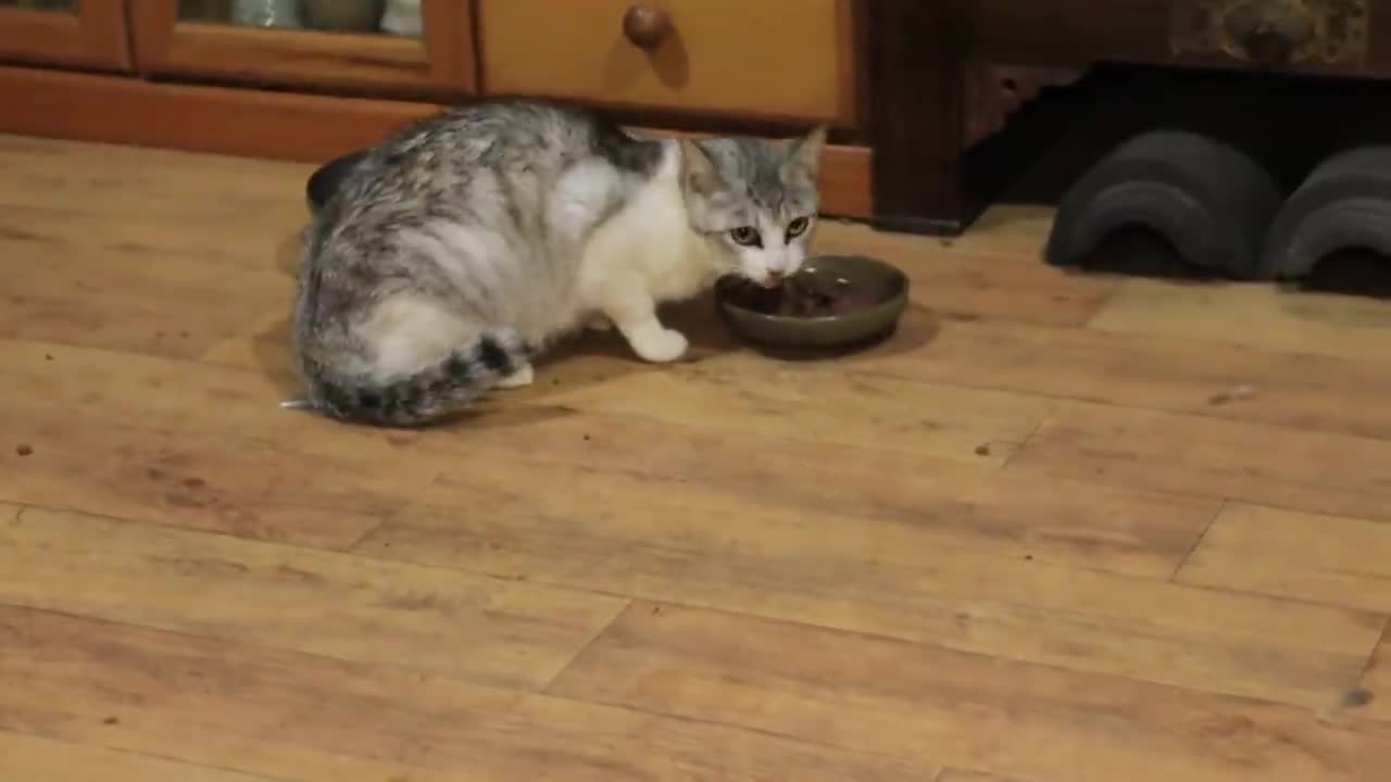 Saving the Cat's Family in the Rain