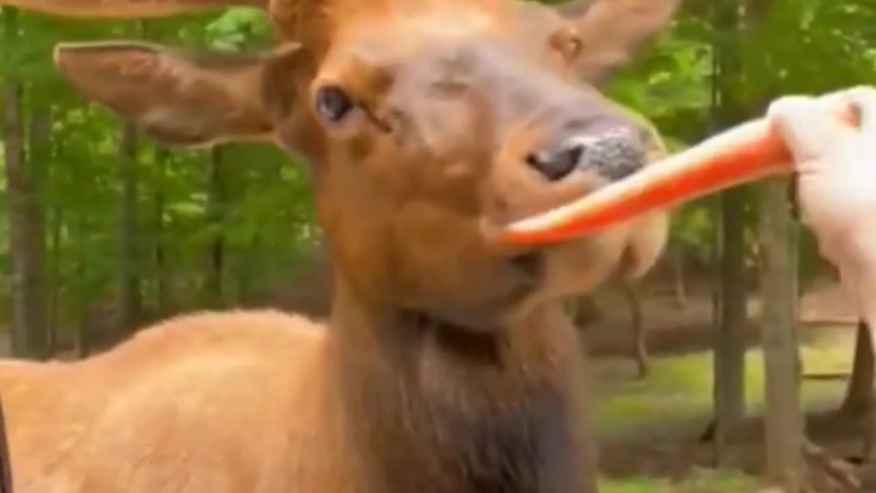 Joking with Impala