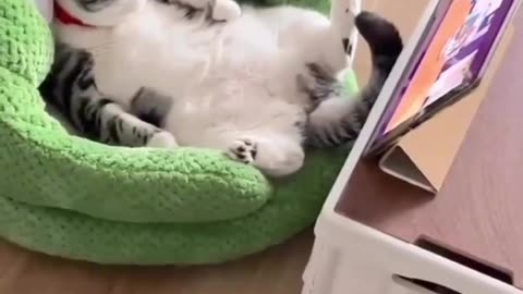 Smart cat