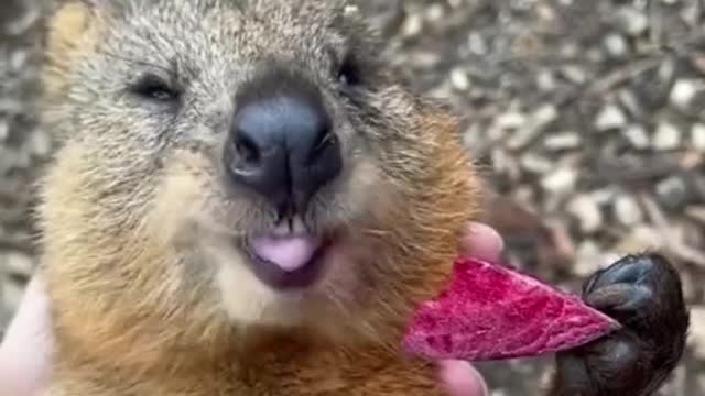 Video of a quokka eating a beetroot 😊