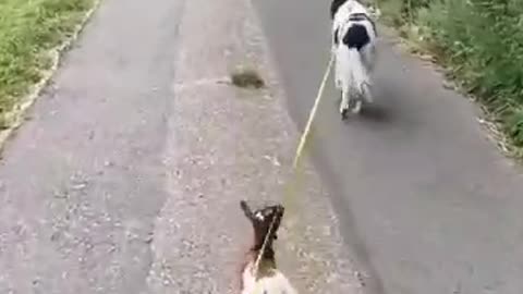 walk with my baby goat😍😍