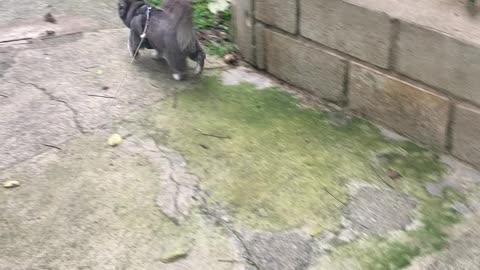 Gucci out looking for pee spot