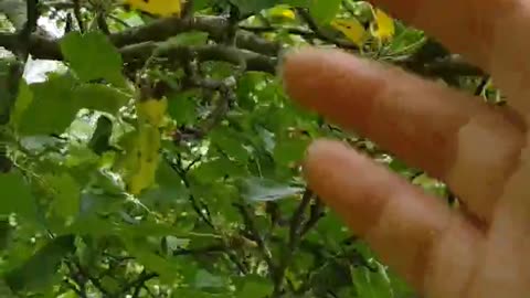 My Apple Tree Has Apples 🍎🤞 Hopefully I get some this Year. 🤠