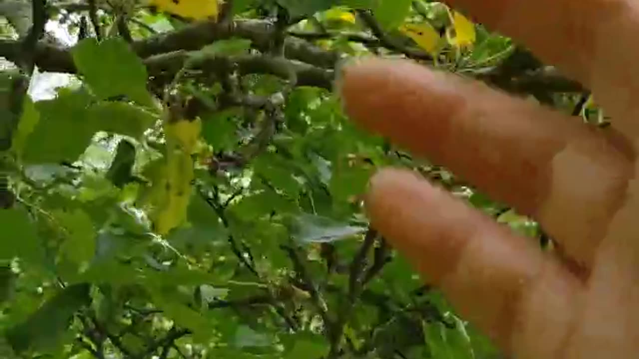 My Apple Tree Has Apples 🍎🤞 Hopefully I get some this Year. 🤠