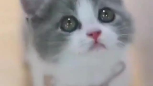 Baby Cats - Cute and Funny Baby Cat Videos Compilation