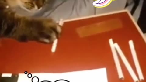 Cat smoking