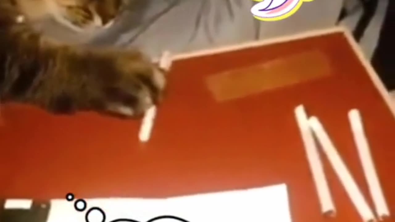 Cat smoking