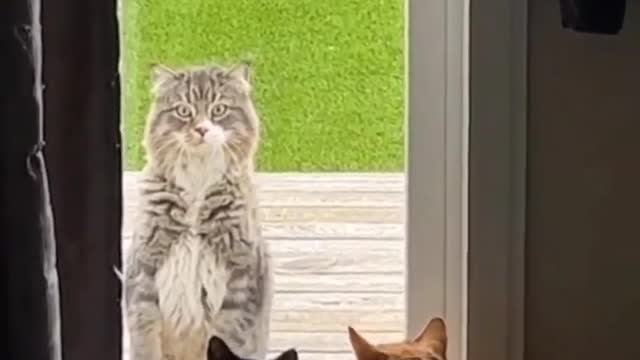 Funny animal videos I found on Instagram and Tiktok