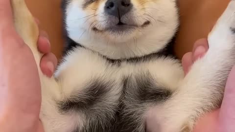 Dog receiving beauty treatment