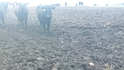 Hungry cows