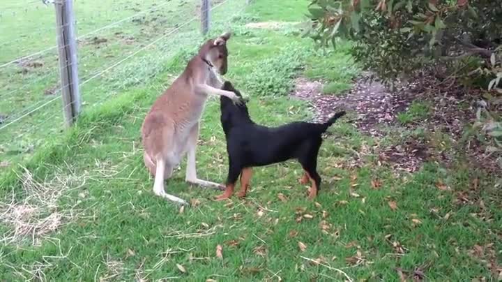 Kangaroo Petting a Dog Whose Trying to Bite Him