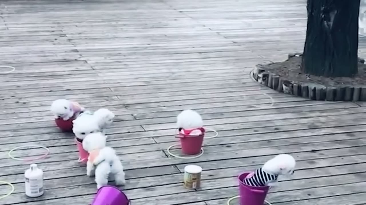 amazing funny cats and dogs movements