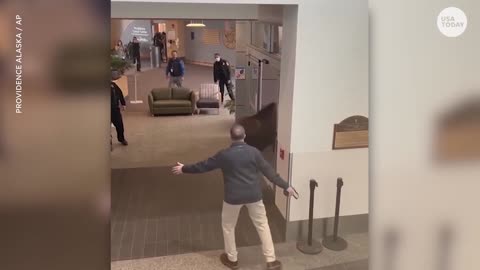 Hungry moose wanders into Alaska hospital to grub on indoor plants