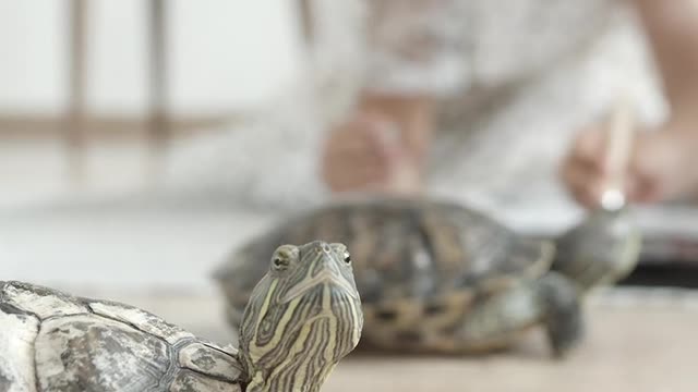 Beautiful Pet's Video 😍