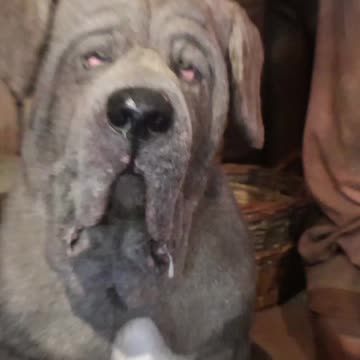 Visiting Hagrid's Hut #harrypotter #themakingofharrypotter #wbtokyo