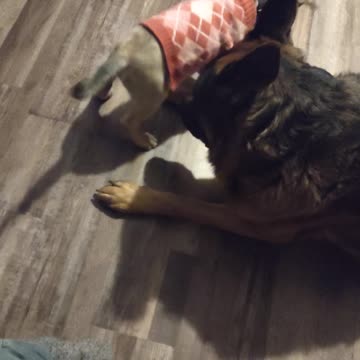 Baby Angel • Gentle Giant