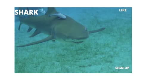 SHARK