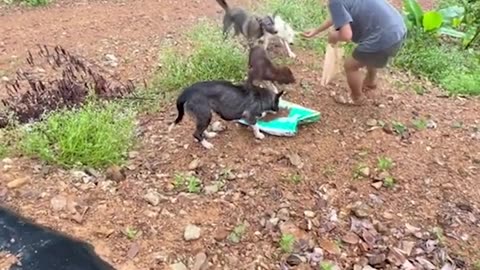 Dog resue
