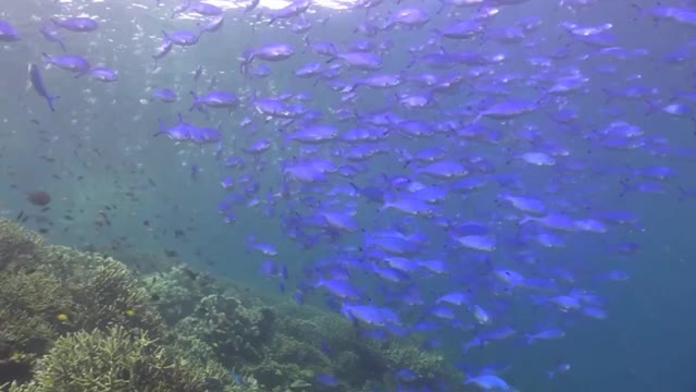 Raja Ampat, Indonesia - Scuba diving in the golden triangle