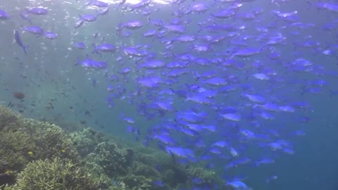 Raja Ampat, Indonesia - Scuba diving in the golden triangle