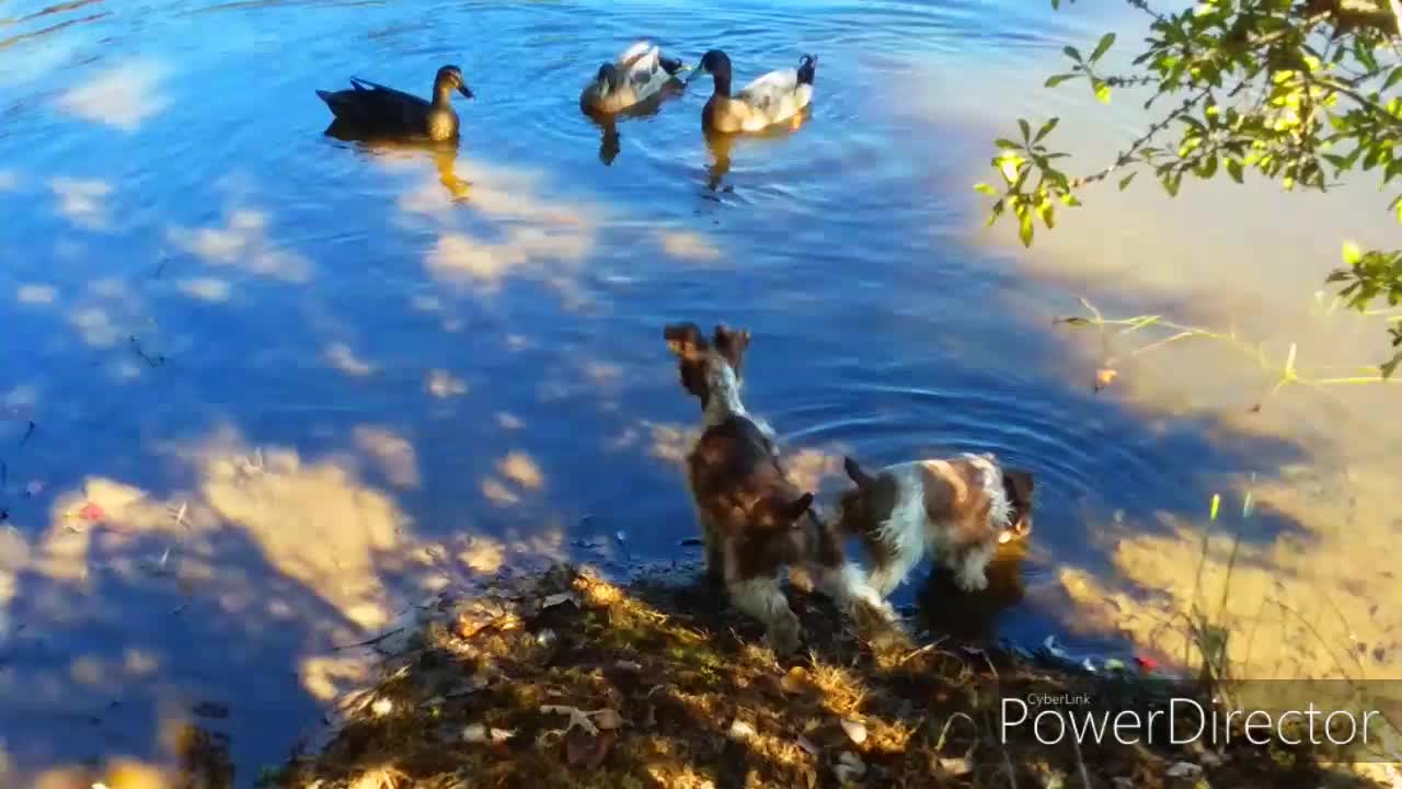 Happy Day on the Pond