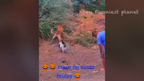 THE FUNNIEST ANIMALS