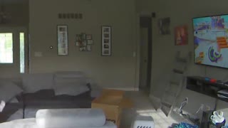Kiddo Falls into Cardboard Box