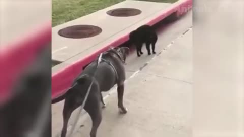 Funny Animal Videos Which Will Make Your Day