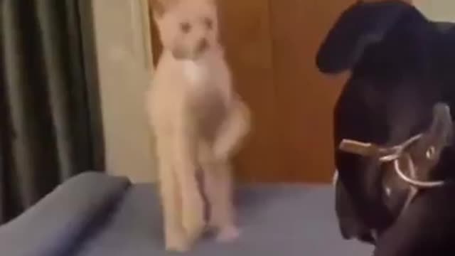 Funny Animal 2022