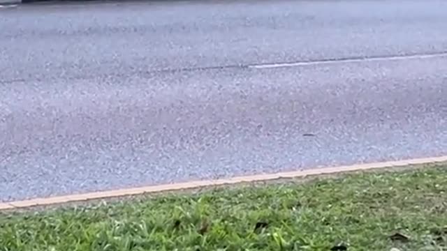 Wild boar gets stuck in road divider in Sengkang