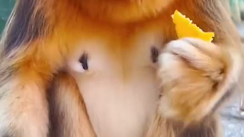 Cute monkey