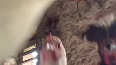 Funny animals