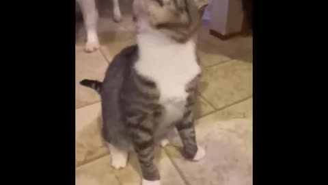 Non-Stop With These Funny Cats - Funniest Cats Expression Video - Funny Cats Life