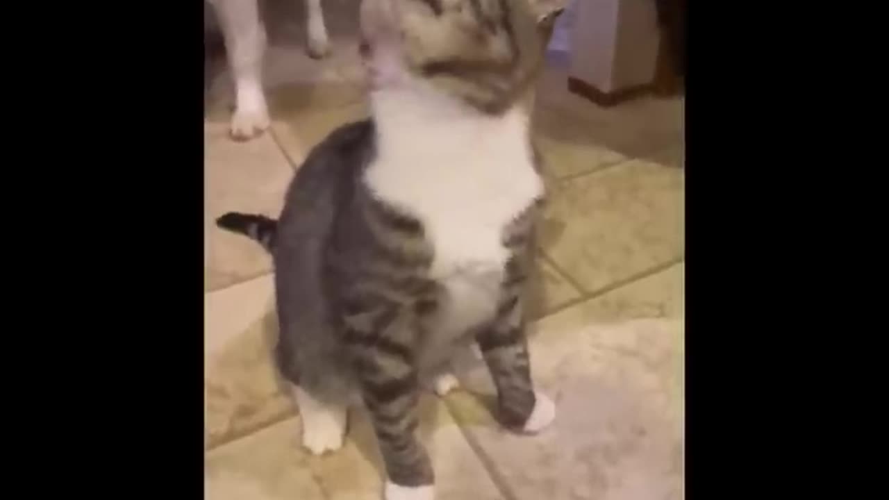 Non-Stop With These Funny Cats - Funniest Cats Expression Video - Funny Cats Life